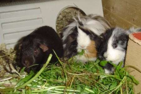 Albert, Grisette, Lisa
