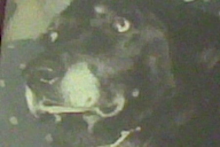 Bulle