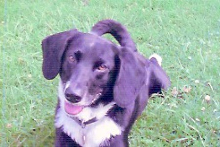 DOGGY