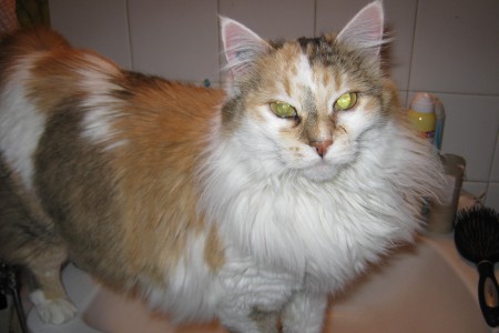 Usibelle