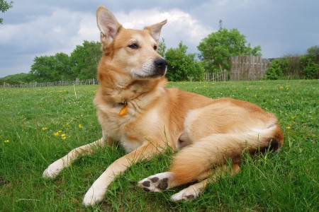 Sacr&eacute; Chien