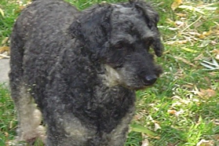 Bono