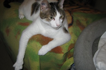 persian
