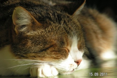 Niels