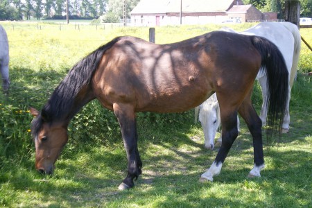 Jacinthe de Sier