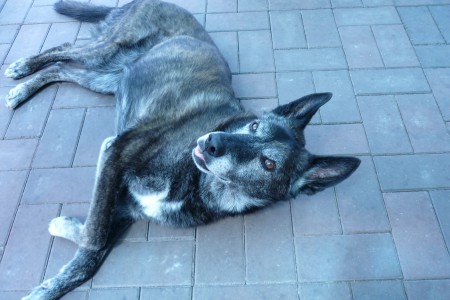 Rex
