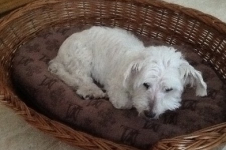Babette