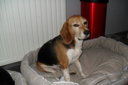 ROXY