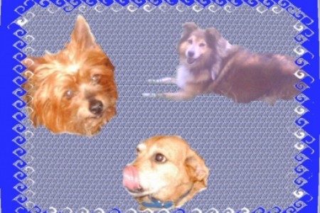 Prunelle, Lady et Lassie