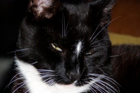 Elvis